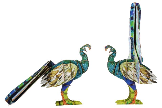 3D púsl: Páfugl